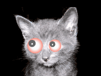 Kitten's Eyes [sent 1,867 times | viewed 11,791 times]