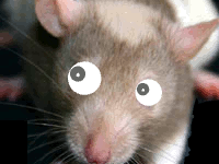 Rat's Eyes [sent 556 times | viewed 8,332 times]
