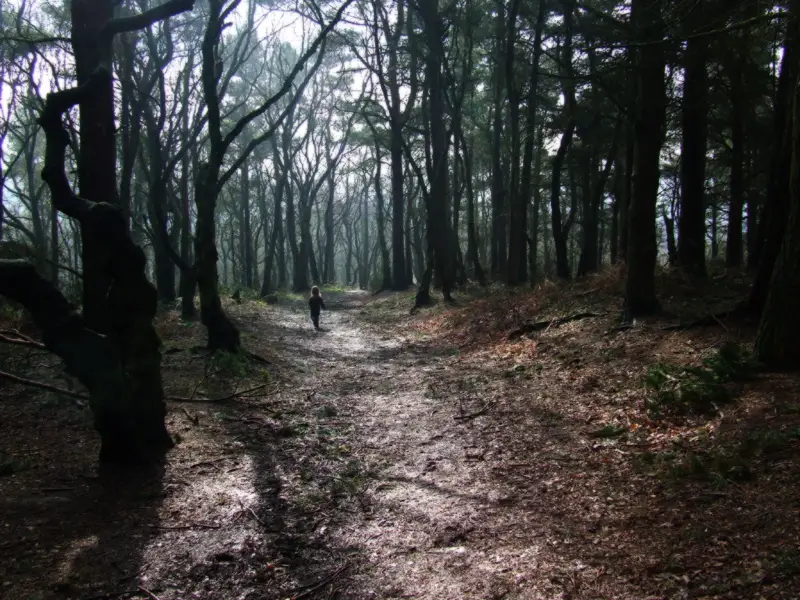 Walking through the woods Walking through the woods