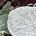 Photo ecard 2003-12-31-frost-shots-001