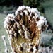 Cold mutant forsythia