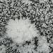 Frost patterns
