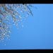 London plane tree buds