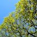 Windemere Trees