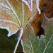 Sycamore leaves
