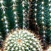 Cactii