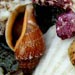 Seashell collection
