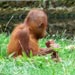 Orangutan mother and infant