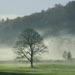 Grizedale tree