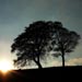 Two trees