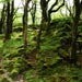 Mossy trees