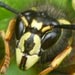 Wasp on bilberry