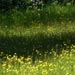 Spring meadow