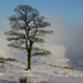 Snowy tree