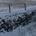 Snowy scene