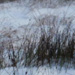 Snowy field