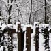Bostock Woods in the snow