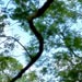 Tree view
