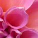 Dahlia