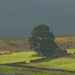 Lone tree