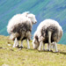 Two sheep