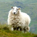 Lone sheep
