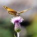 A butterfly on a thistle
