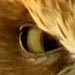 Boobook Owl