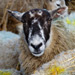 Rainbow sheep