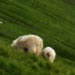 Sheep / hill